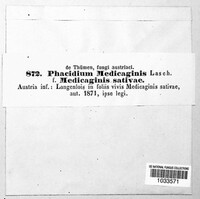 Pseudopeziza medicaginis image